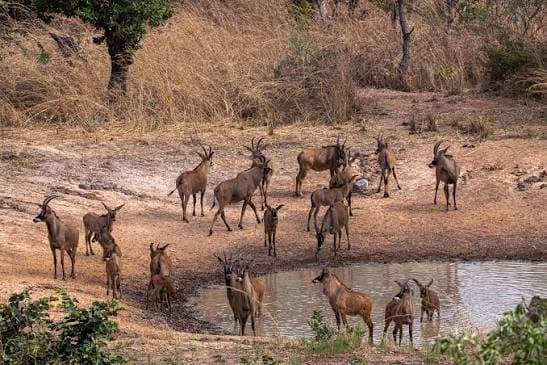 Faune Exceptionnelle